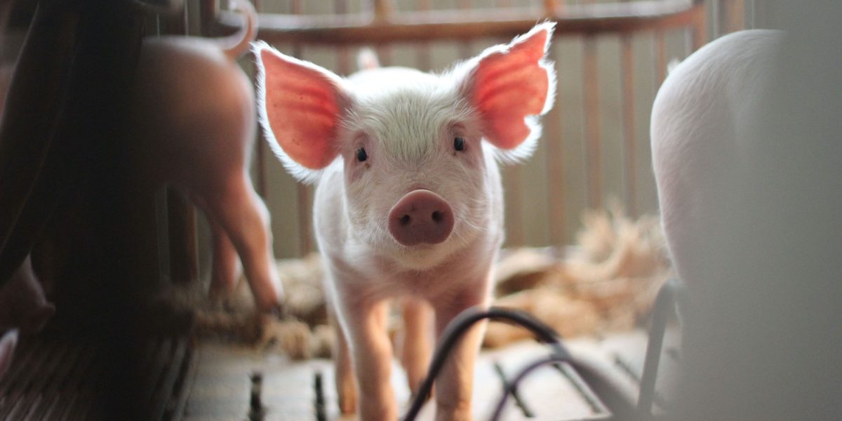 A lone young piglet peers out behind the bars of a cage